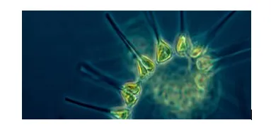 PhytoplanktonNOAA